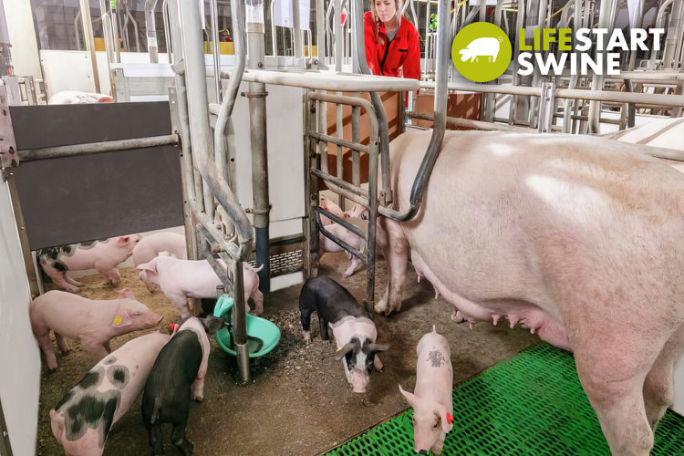 pig and piglets feeding