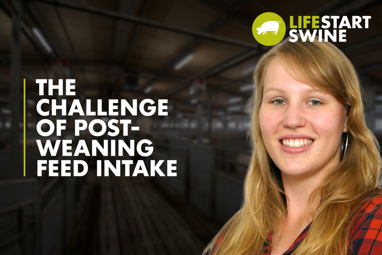 Thumbnail  with text Tips To Reduce Streptococcus Suis In The Pig Herd