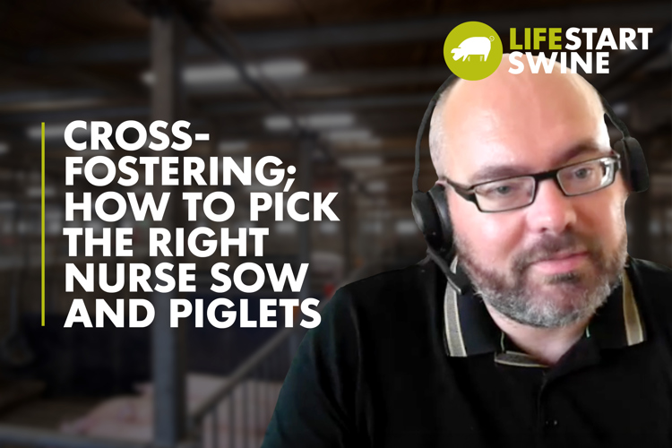 thumbnail with text  Cross-fostering; How To Pick The Right Nurse Sow & Piglets