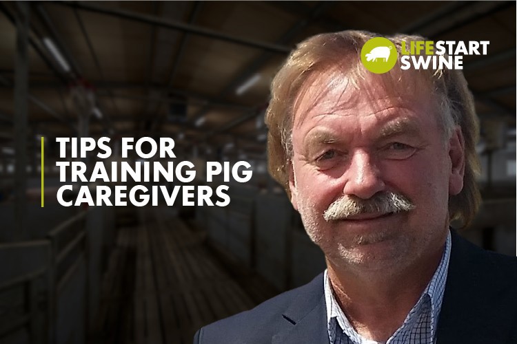 Thumbnail - Interview Graeme Pope: Tips for Training Pig Caregivers
