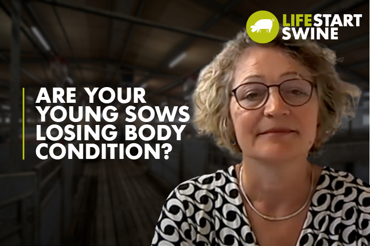 Thumbnail - Interview Nicolene: Are your young sows losing body condition?