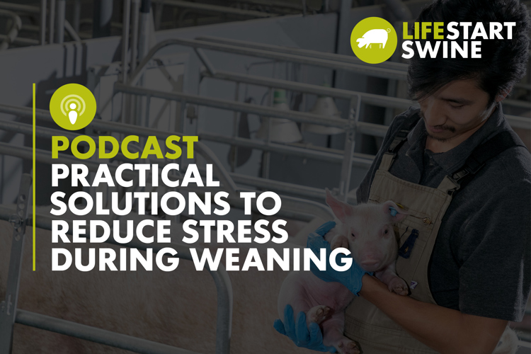 Thumbnail with text  - Practical Solutions To Reduce Stress During Weaning