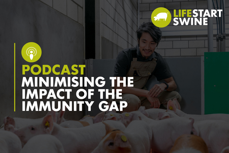Podcast thumbnail - immunity development in pigs