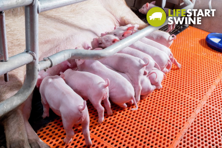 piglet feeding at station