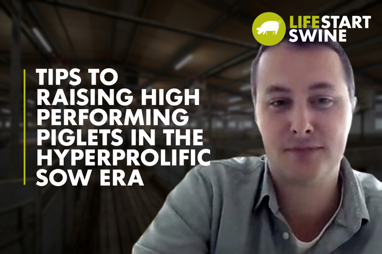 Thumbnail with text Tips For Raising High-performing Piglets In The Hyperprolific Sow Era