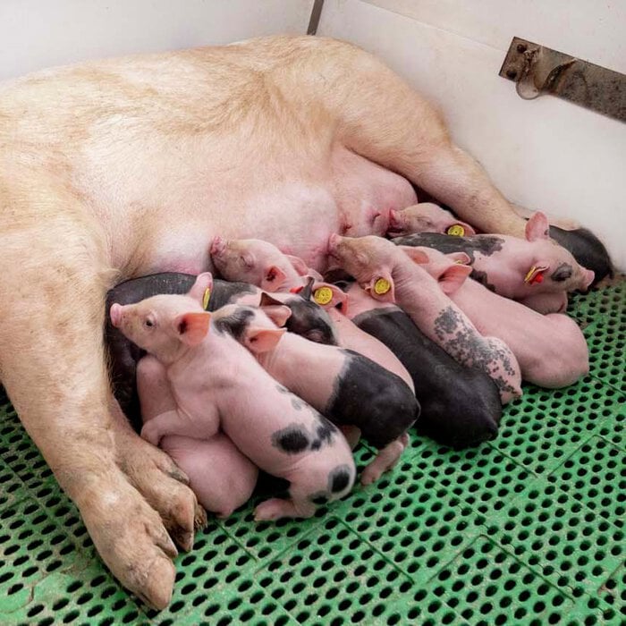piglets feeding from mother
