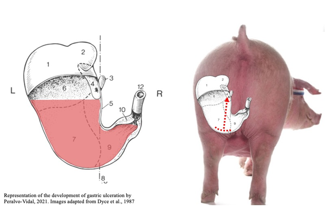 diagram of gastric ulcer in pig.